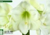 hippeastrum Moscow (2)